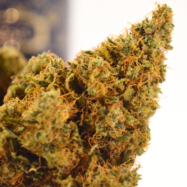 Fleur CBD | NORTH WEST | INDOOR Sarthoise
