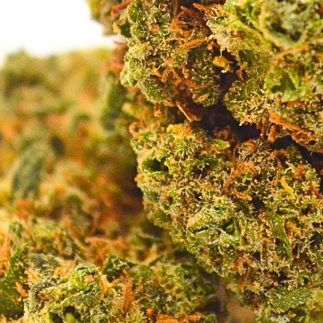 Fleur CBD | G13 | Sélection DispenseHerbe - DispenseHerbe 🍀