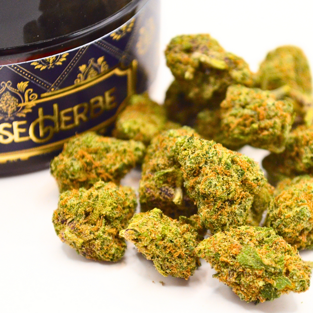 Pack CBD Pharma + Premium