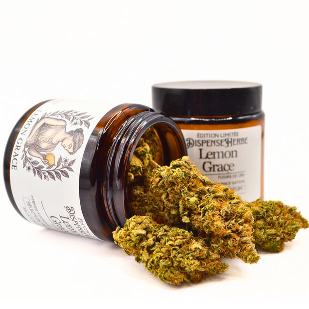 Lemon Grâce CBD | Fleur Pharma Française TOP 1 Europe