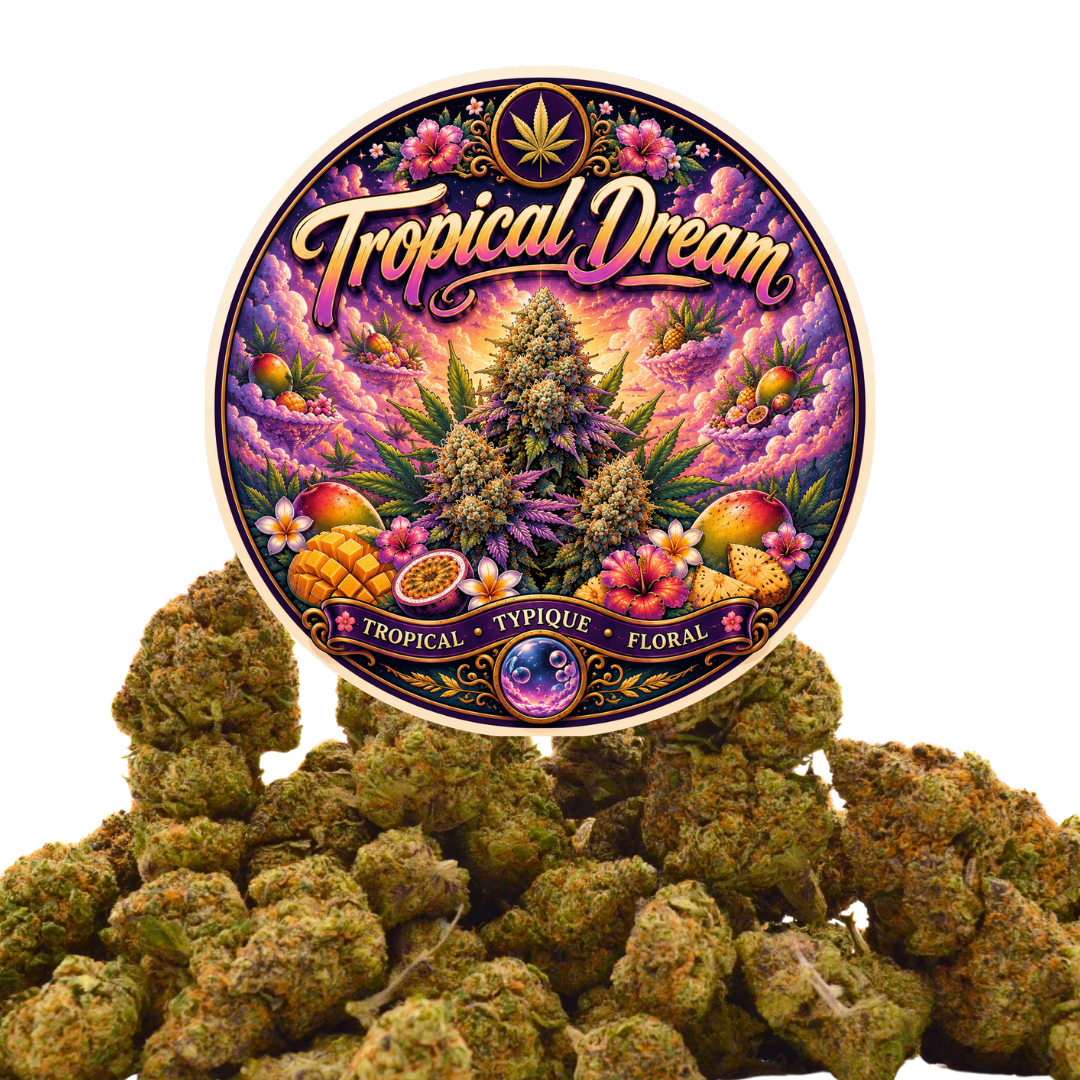 🍍 TROPICAL DREAM