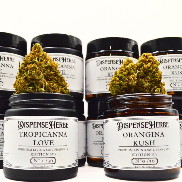 Fleur CBD Édition Limitée | TROPICANNA & ORANGE KUSH | Indoor FR Living Soil - Qualité Pharma