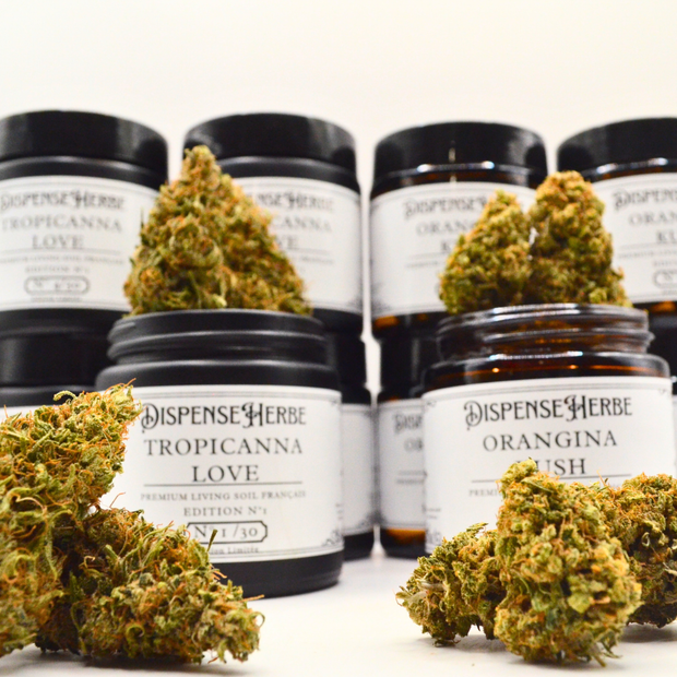 Fleur CBD Édition Limitée | TROPICANNA & ORANGE KUSH | Indoor FR Living Soil - Qualité Pharma