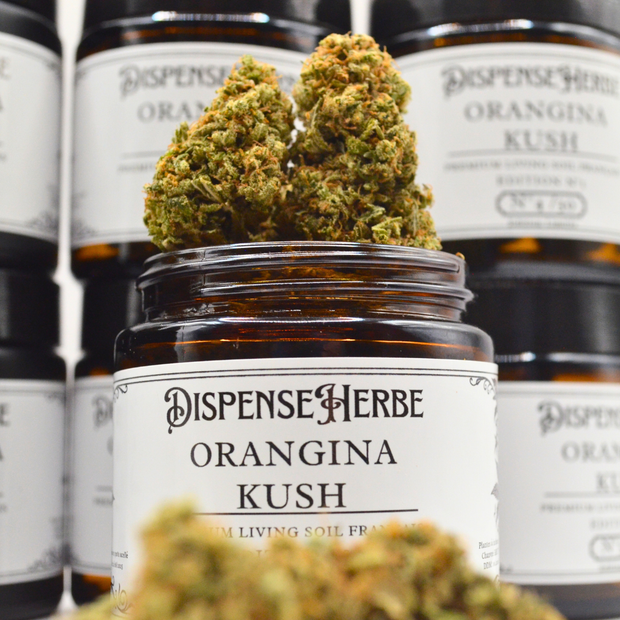 Fleur CBD Édition Limitée | TROPICANNA & ORANGE KUSH | Indoor FR Living Soil - Qualité Pharma