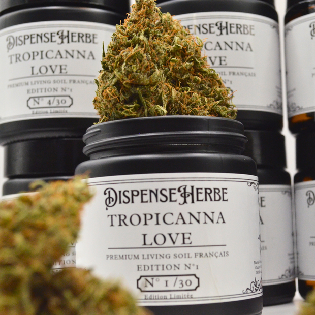 Fleur CBD Édition Limitée | TROPICANNA & ORANGE KUSH | Indoor FR Living Soil - Qualité Pharma