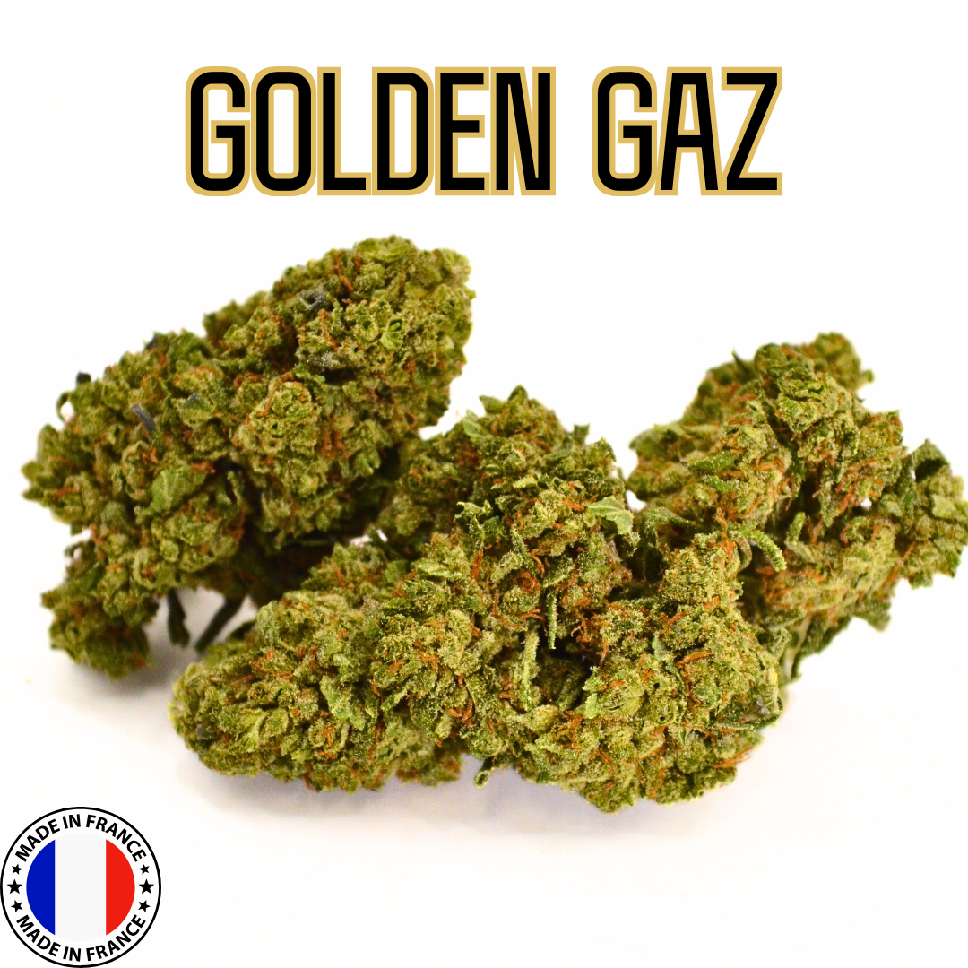 ✨ GOLDEN GAZ