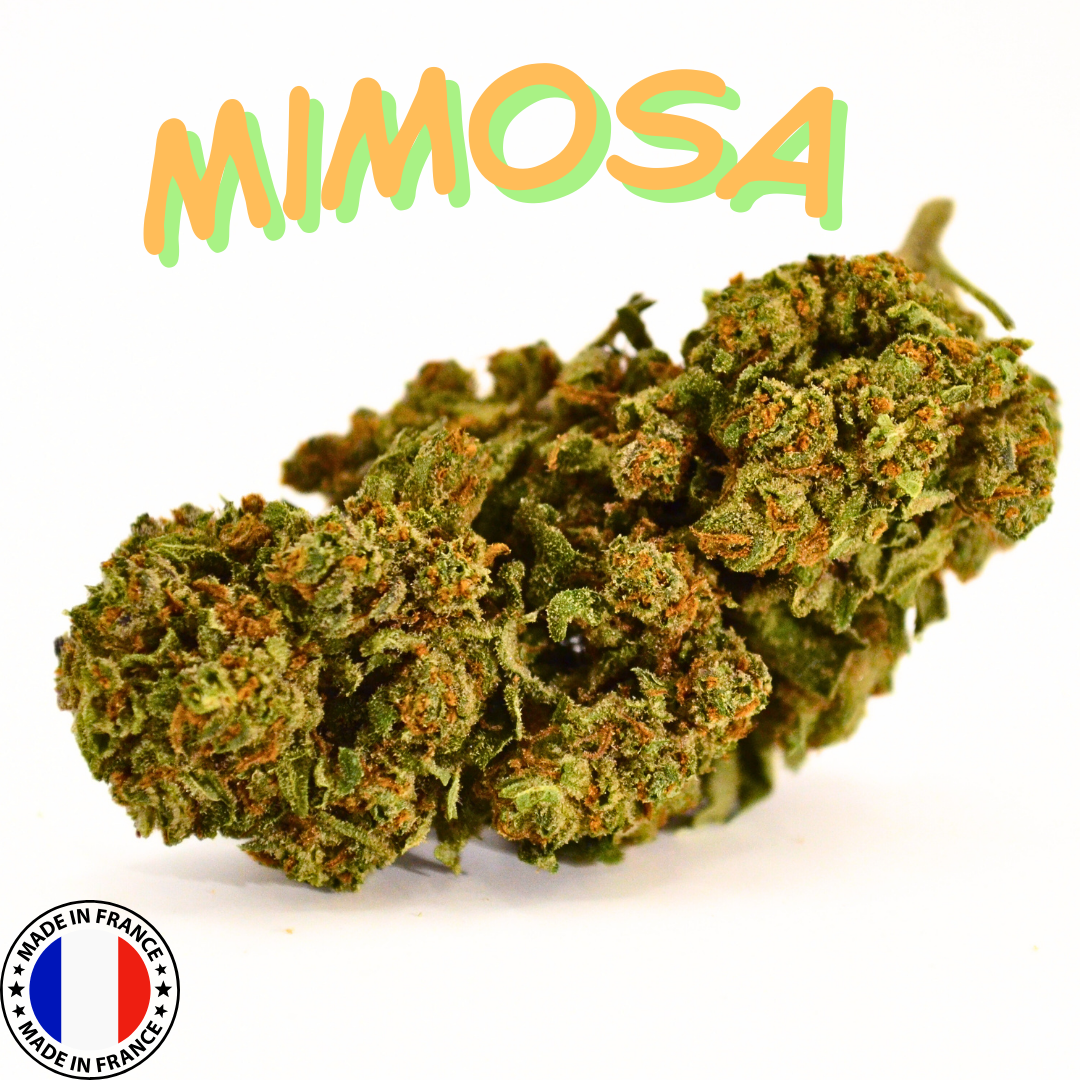 🍊 MIMOSA
