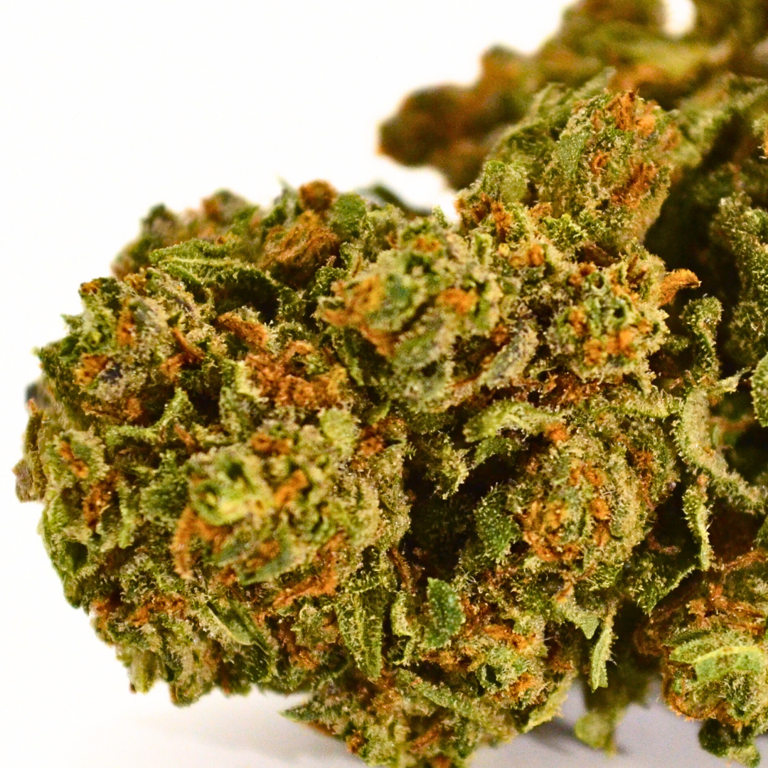 🍊 MIMOSA