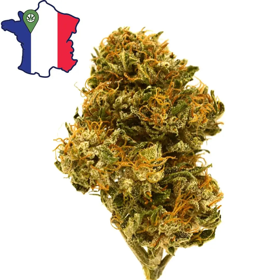 Fleur CBG Sarthoise CBG - DispenseHerbe 🍀