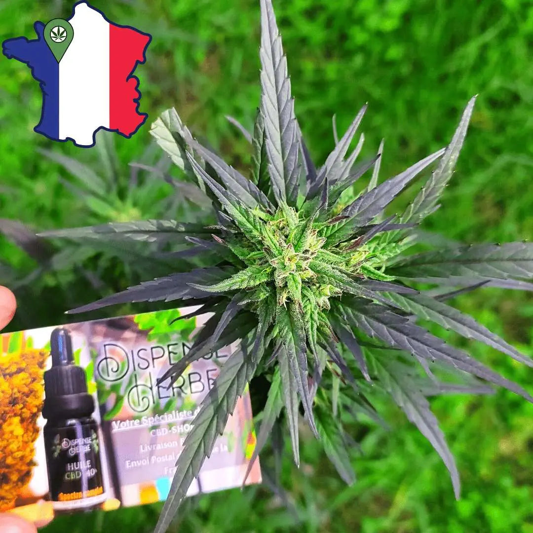 Fleur CBG Sarthoise CBG - DispenseHerbe 🍀