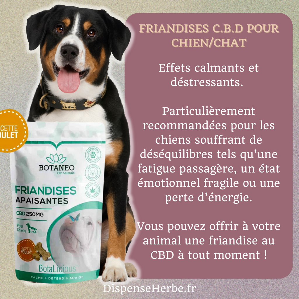 Friandises CBD Chien et Chat - DispenseHerbe 🍀