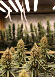 🌿 Pack LOCAL | Fleurs INDOOR Sarthoise DispenseHerbe 🌿