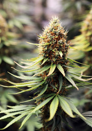 Fleur CBD | NORTH WEST | INDOOR Sarthoise
