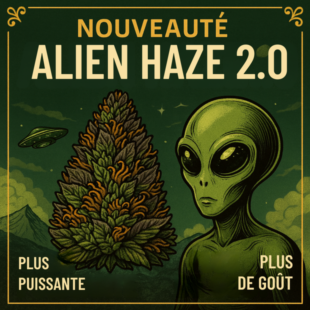 Fleur CBD <br> ALIEN HAZE 2.0 <br> Sélection DispenseHerbe
