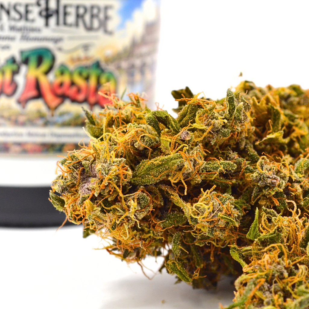 Fleur de CBD P’tiot Rasta Rainbow Sherbet aux pistils orangés, devant son pot illustré.