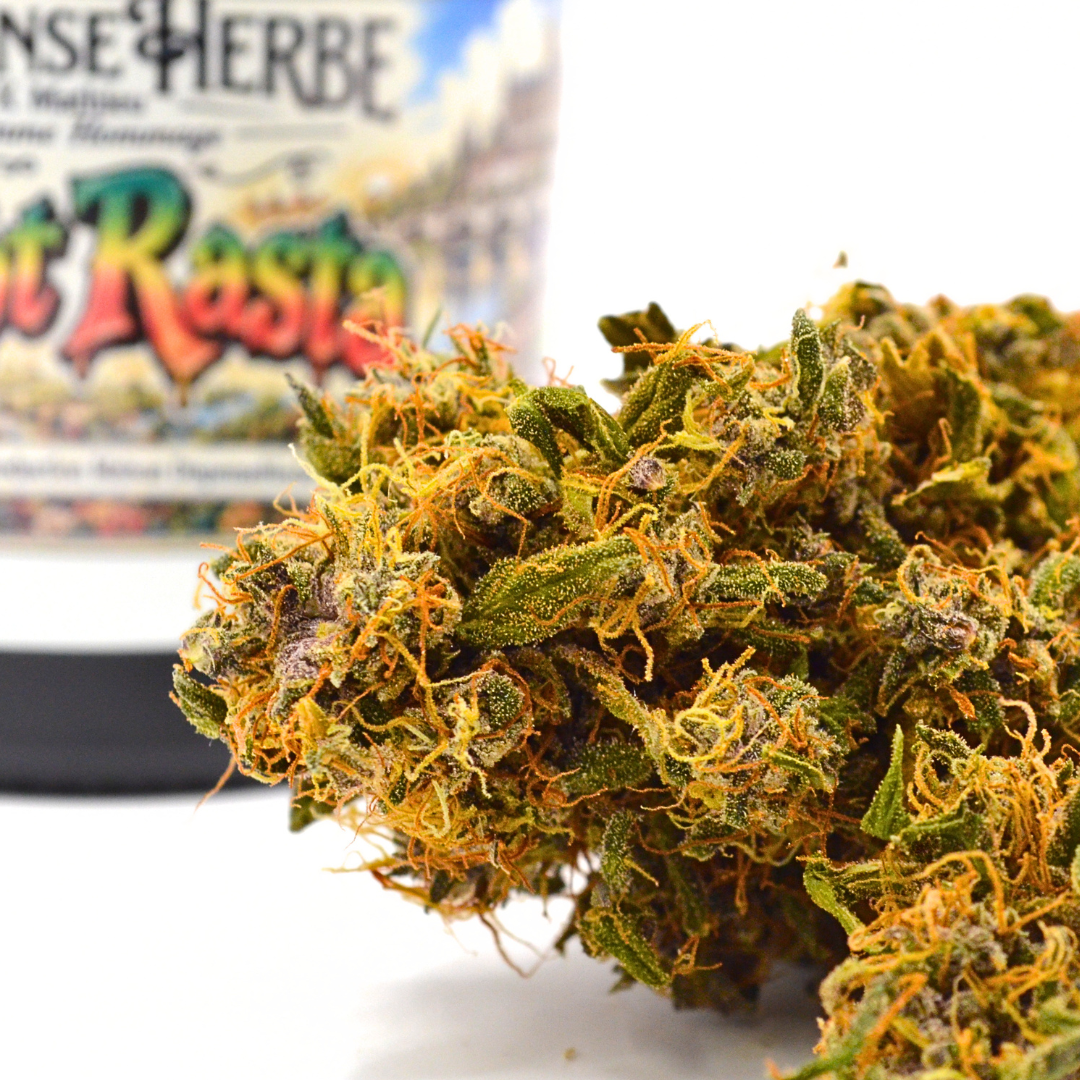Fleur de CBD P’tiot Rasta Rainbow Sherbet aux pistils orangés, devant son pot illustré.