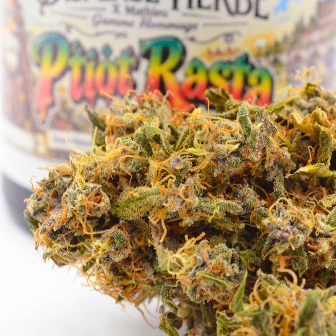Gros plan sur une fleur de CBD P’tiot Rasta Rainbow Sherbet devant l’étiquette colorée de son pot.