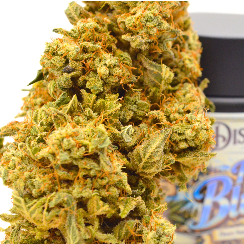 Gros plan sur les pistils orangés d’une fleur de CBD Puissante Blue Sunshine, avec son pot derrière.