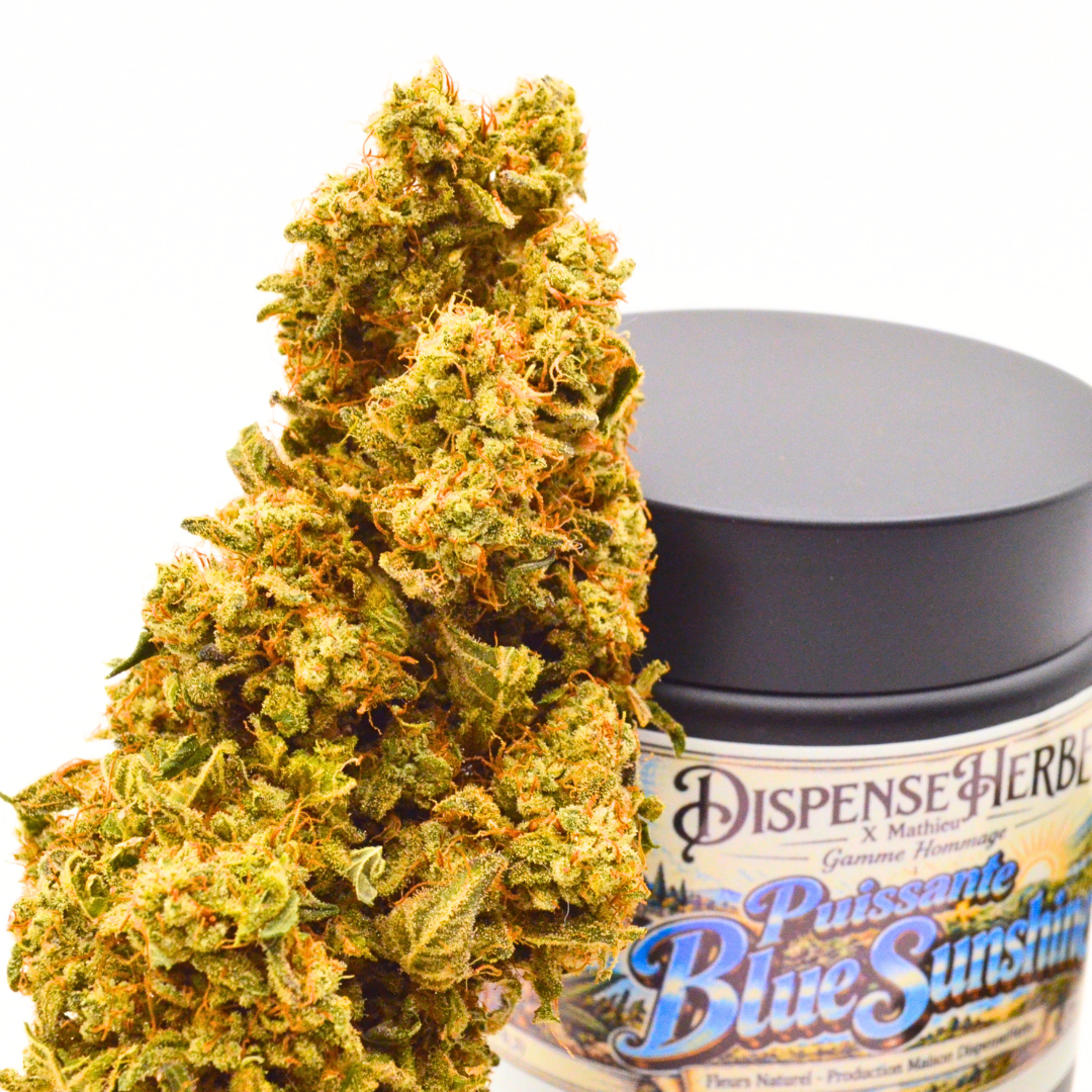Grande fleur de CBD Puissante Blue Sunshine devant son pot illustré DispenseHerbe × Mathieu.