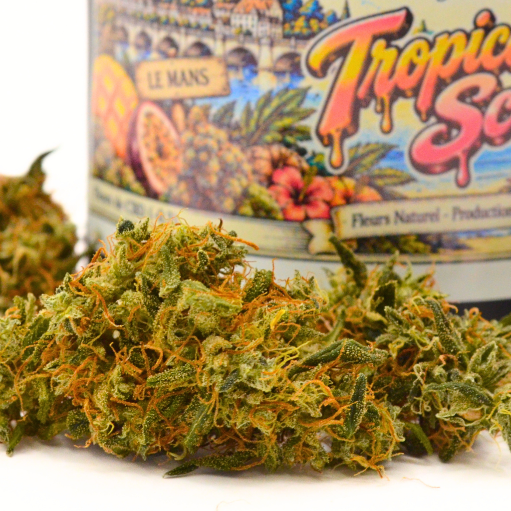 Gros plan sur une fleur de CBD Tropical Fruit Scoop, avec son pot illustré flou à l’arrière-plan.