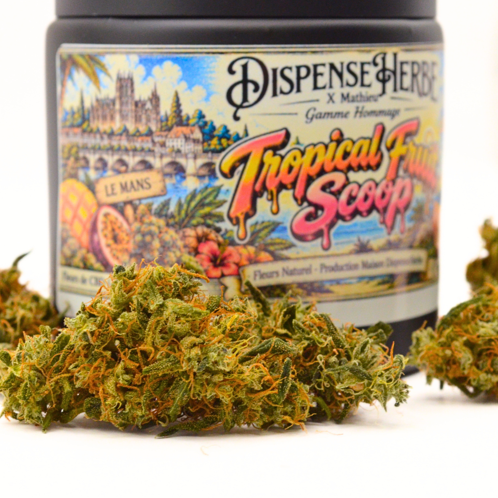 Fleur de CBD Tropical Fruit Scoop au premier plan devant son pot illustré DispenseHerbe × Mathieu.