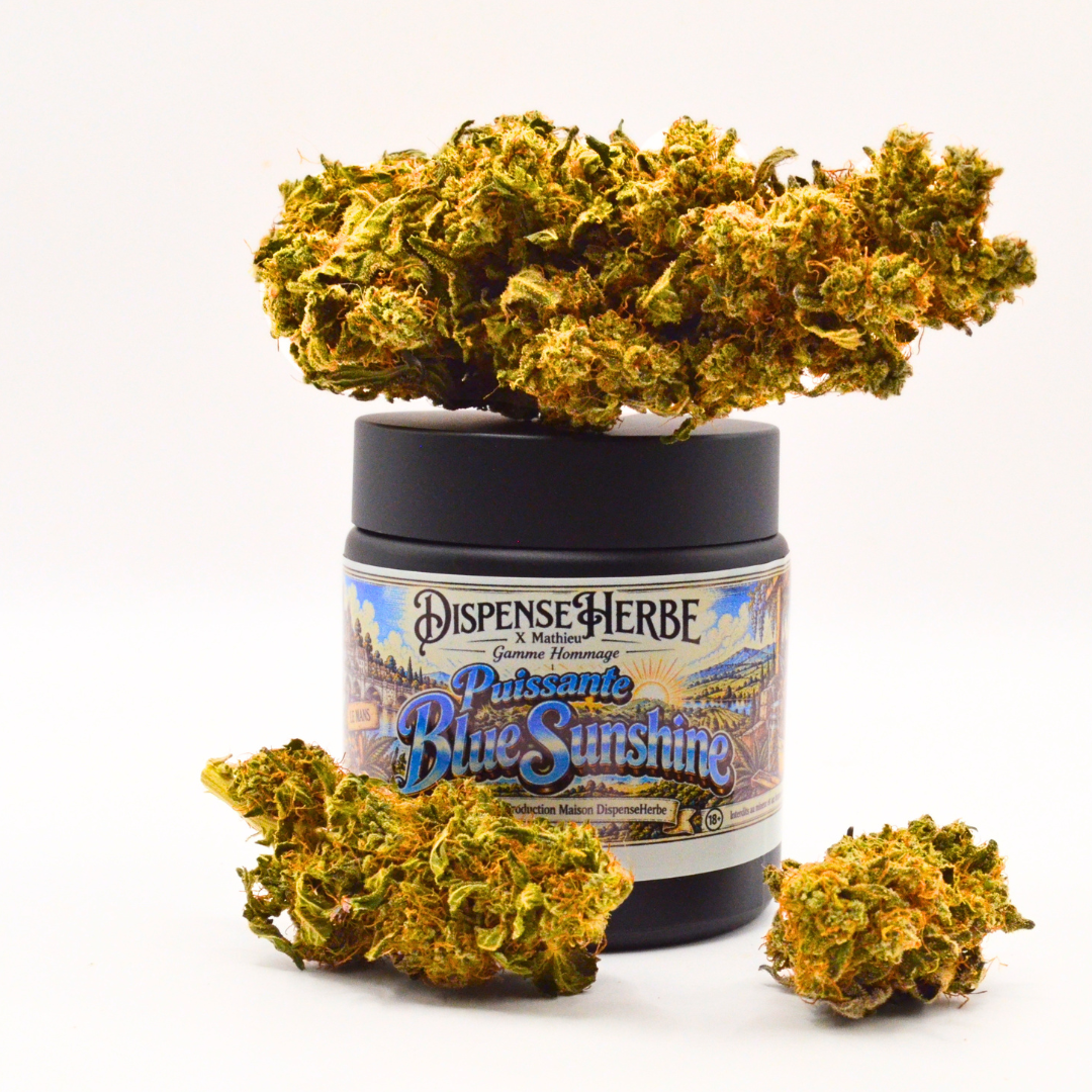 Fleurs de CBD Puissante Blue Sunshine posées sur et autour de leur pot DispenseHerbe × Mathieu.