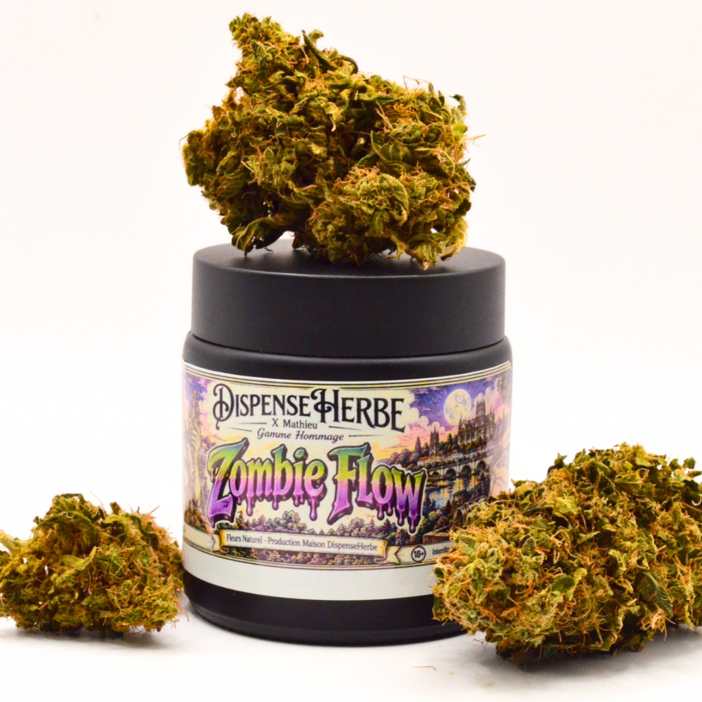 Vue rapprochée du pot Zombie Flow DispenseHerbe × Mathieu et des fleurs de CBD qui l’entourent.