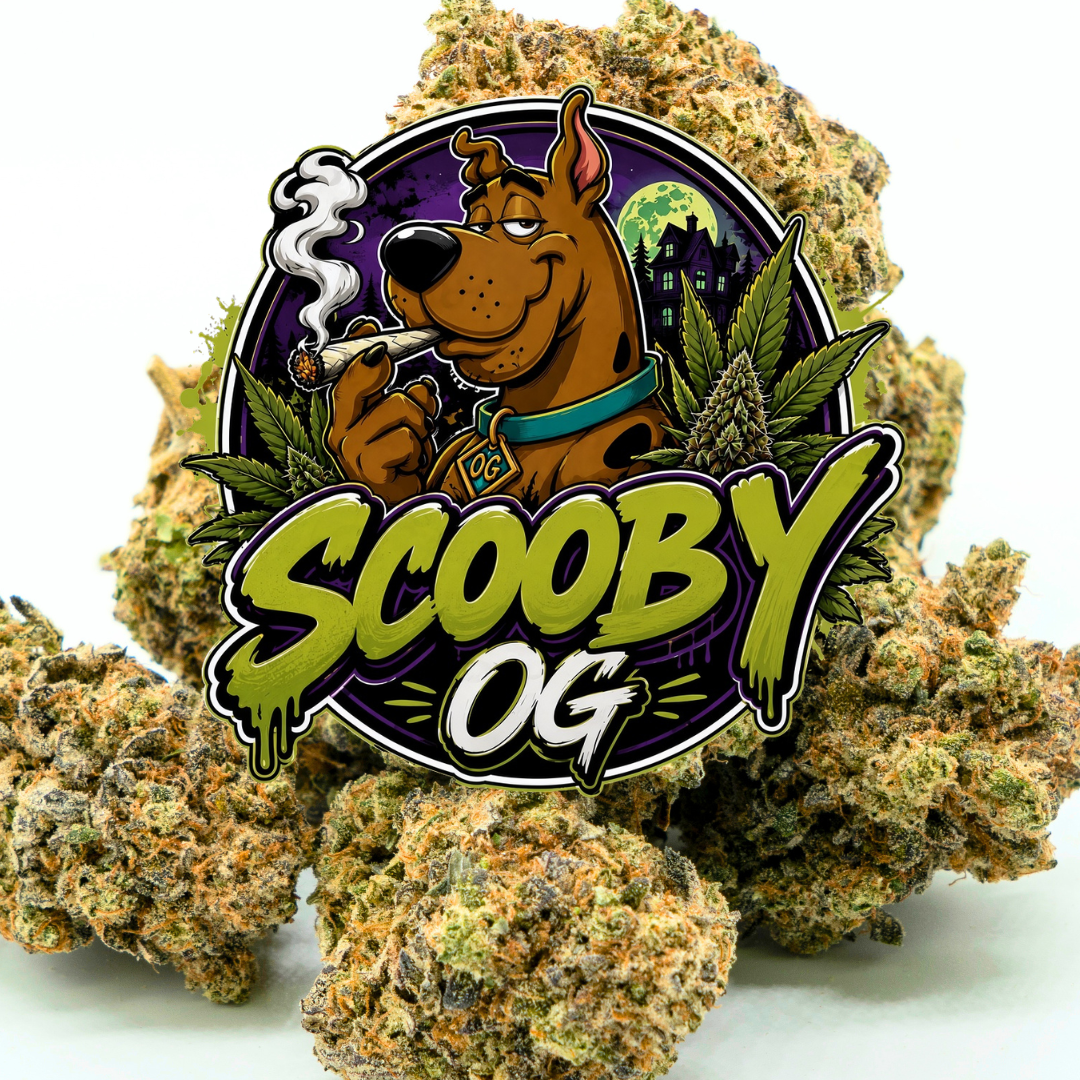 🐕 SCOOBY OG