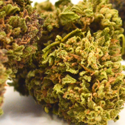 Fleur CBD <br> Orange Bud BIO Fr