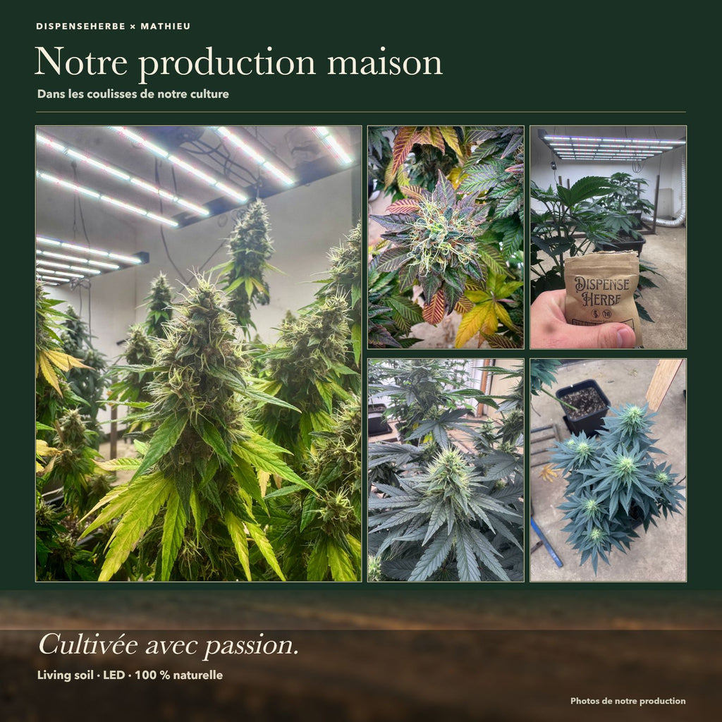 Montage des coulisses de la production maison DispenseHerbe × Mathieu : culture sous LED, plantes en floraison et fleurs récoltées.