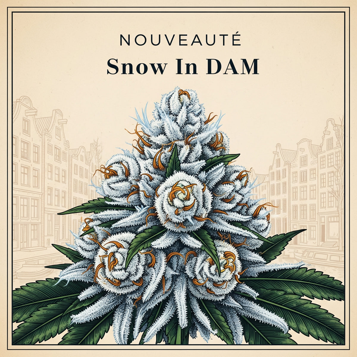 ❄️ SNOW IN DAM