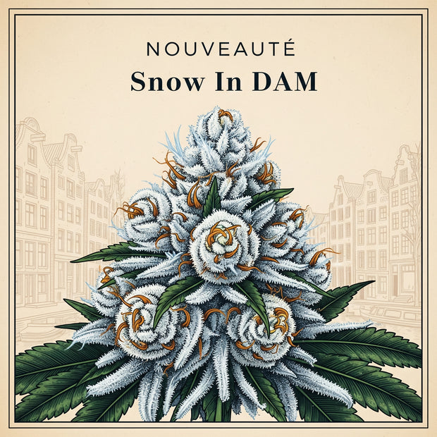 Fleur CBD | SNOW IN DAM | INDOOR ++