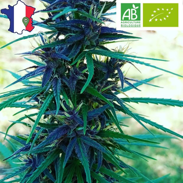 Fleur CBD <br> La Golden BIO Française - DispenseHerbe 🍀