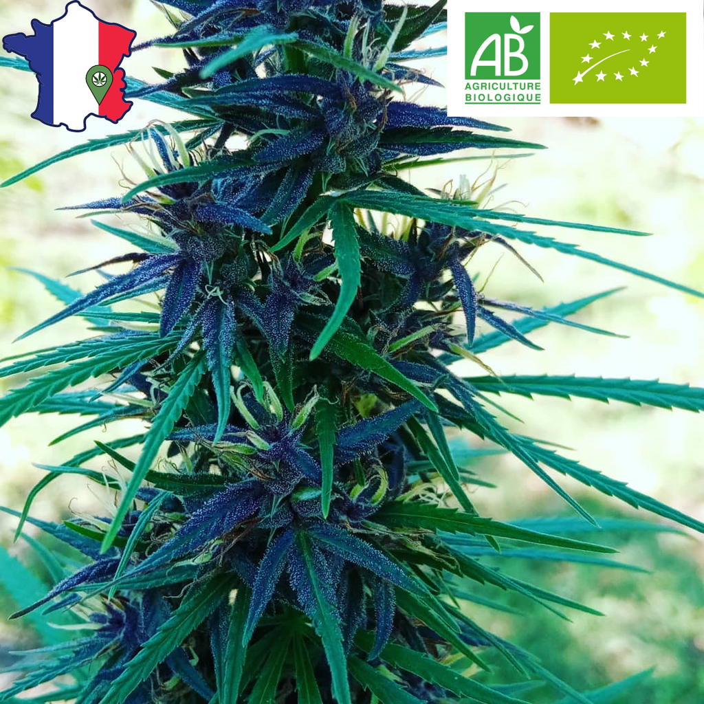 Le "Mousseuh" Pollen CBD 100% DRYSIFT Artisanal CBD/CBG - DispenseHerbe 🍀
