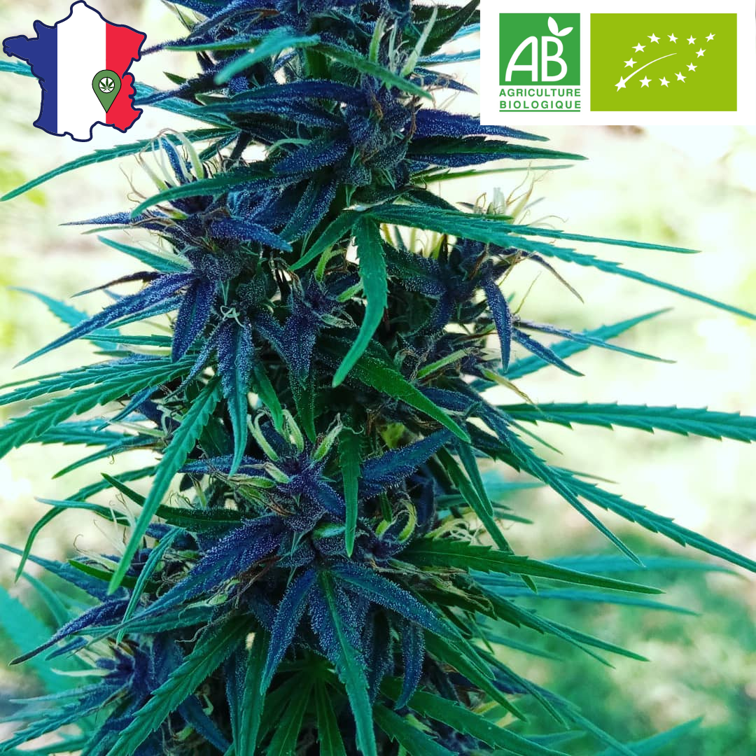 Le "Mousseuh" Pollen CBD 100% DRYSIFT Artisanal CBD/CBG - DispenseHerbe 🍀