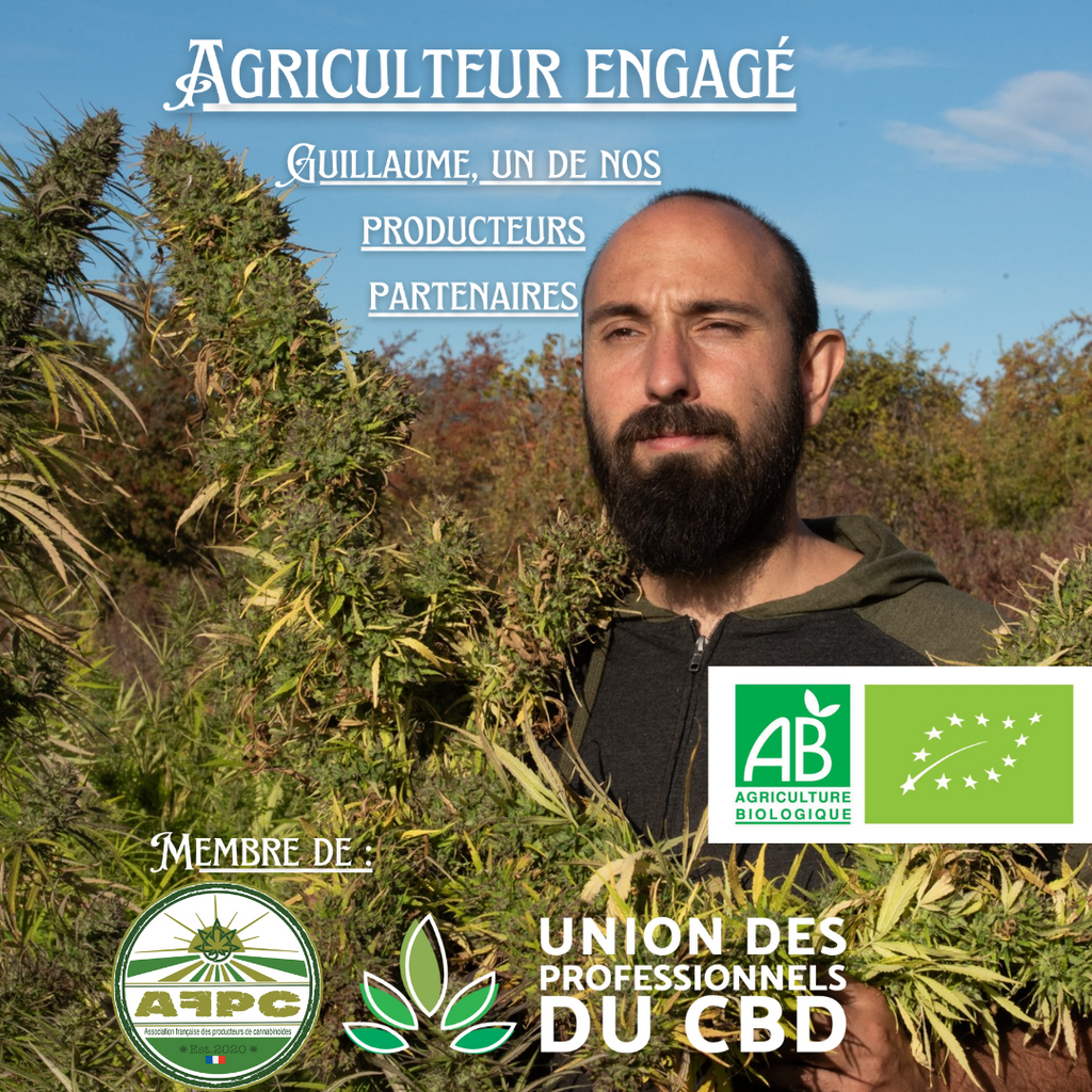 Le "Mousseuh" Pollen CBD 100% DRYSIFT Artisanal CBD/CBG - DispenseHerbe 🍀